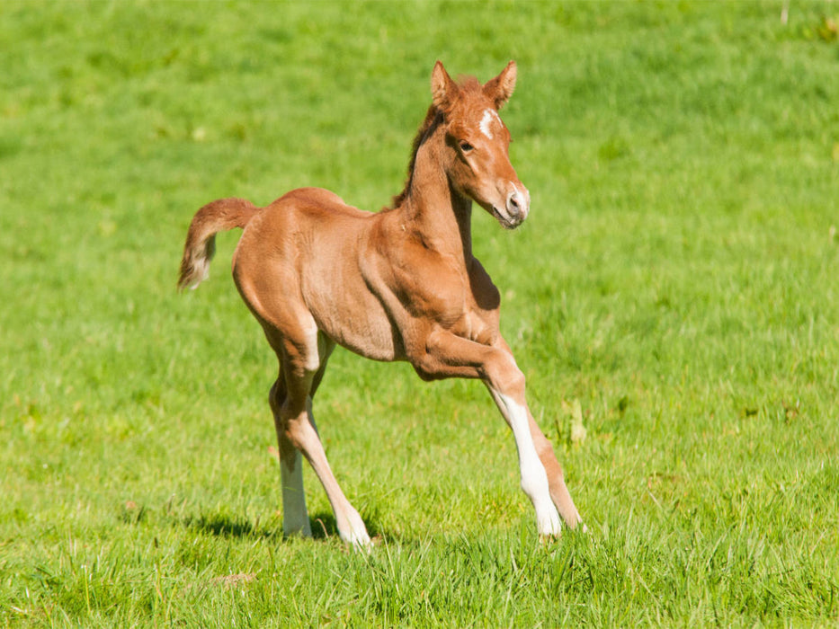 Warmblut Fohlen - CALVENDO Foto-Puzzle'