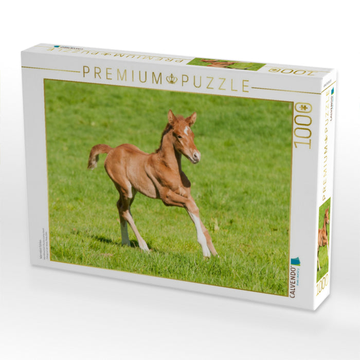 Warmblut Fohlen - CALVENDO Foto-Puzzle'