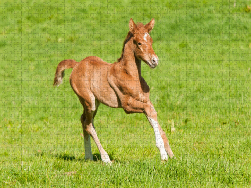 Warmblut Fohlen - CALVENDO Foto-Puzzle'