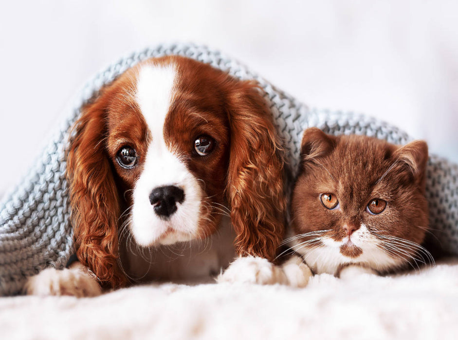 Best Friends - BKH Kitten und Cavalier King Charles Spaniel Welpe - CALVENDO Foto-Puzzle'