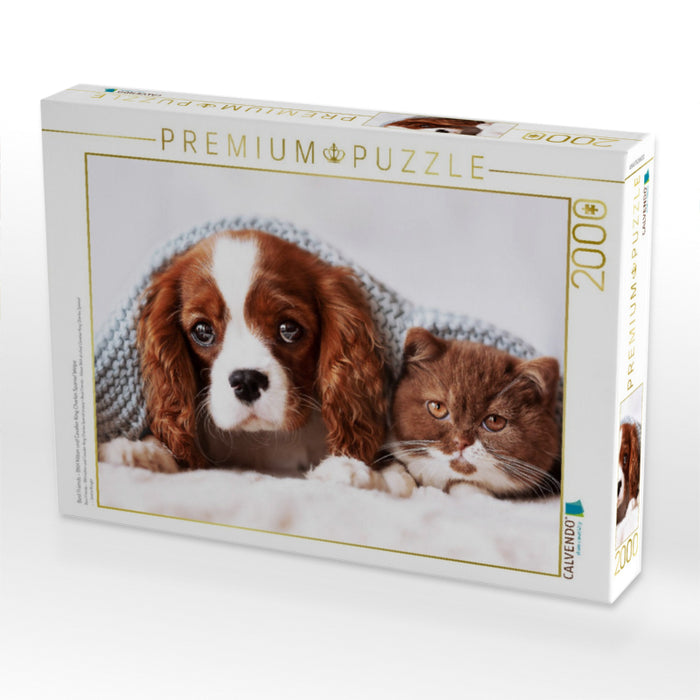 Best Friends - BKH Kitten und Cavalier King Charles Spaniel Welpe - CALVENDO Foto-Puzzle'