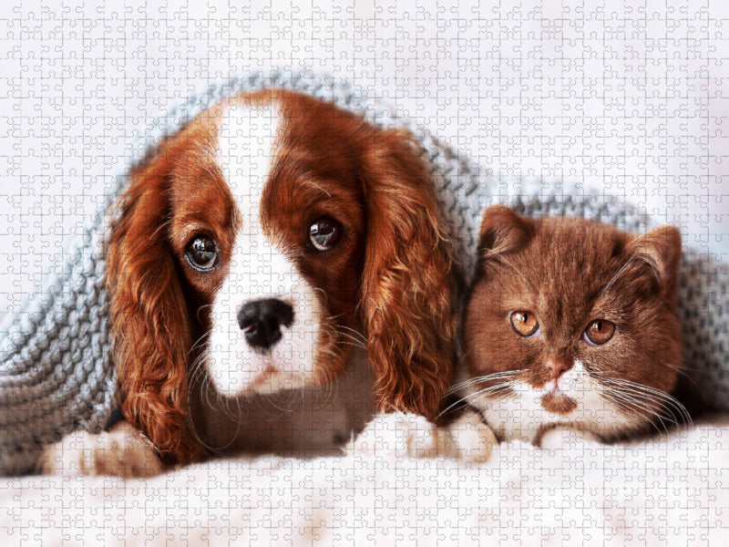 Best Friends - BKH Kitten und Cavalier King Charles Spaniel Welpe - CALVENDO Foto-Puzzle'