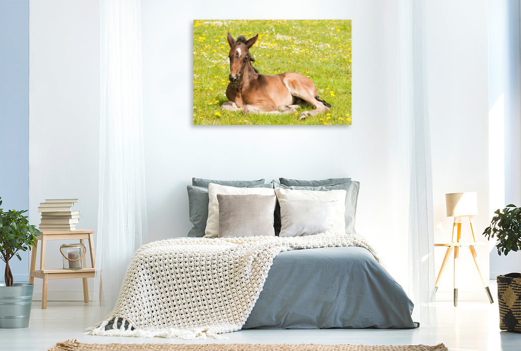 Premium textile canvas Premium textile canvas 120 cm x 80 cm landscape foal on the flower meadow 