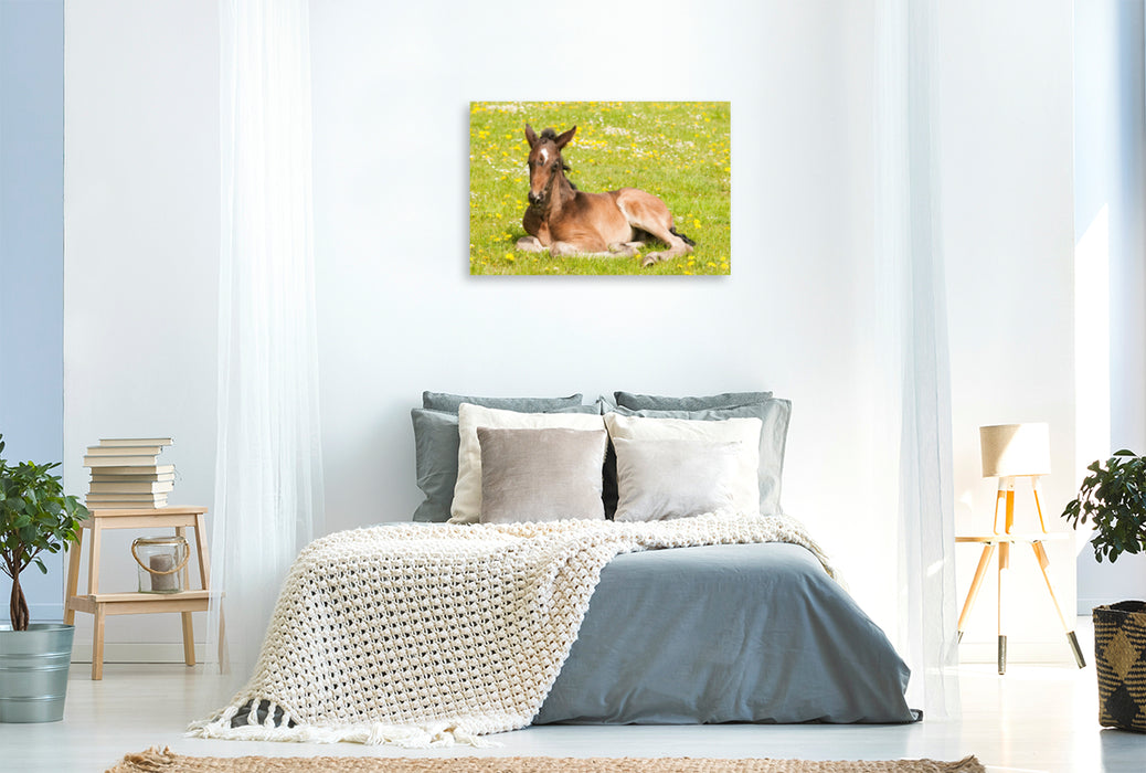 Premium textile canvas Premium textile canvas 120 cm x 80 cm landscape foal on the flower meadow 