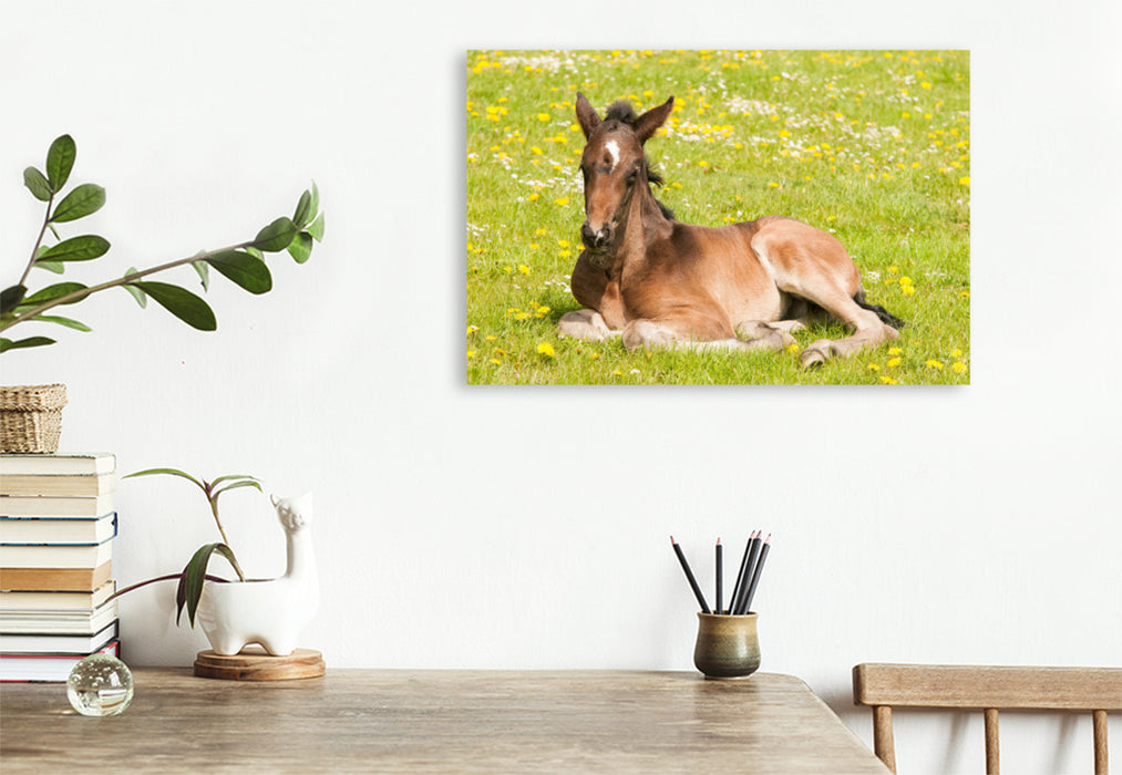 Premium textile canvas Premium textile canvas 120 cm x 80 cm landscape foal on the flower meadow 