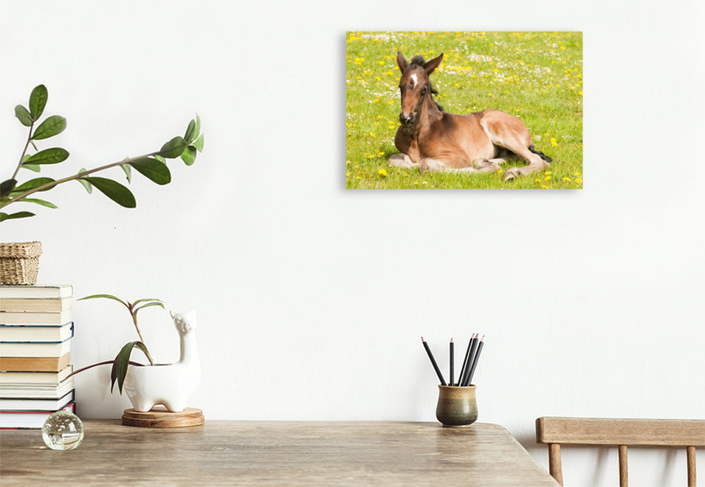 Premium textile canvas Premium textile canvas 120 cm x 80 cm landscape foal on the flower meadow 