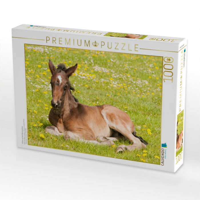 Fohlen auf der Blumenwiese - CALVENDO Foto-Puzzle'