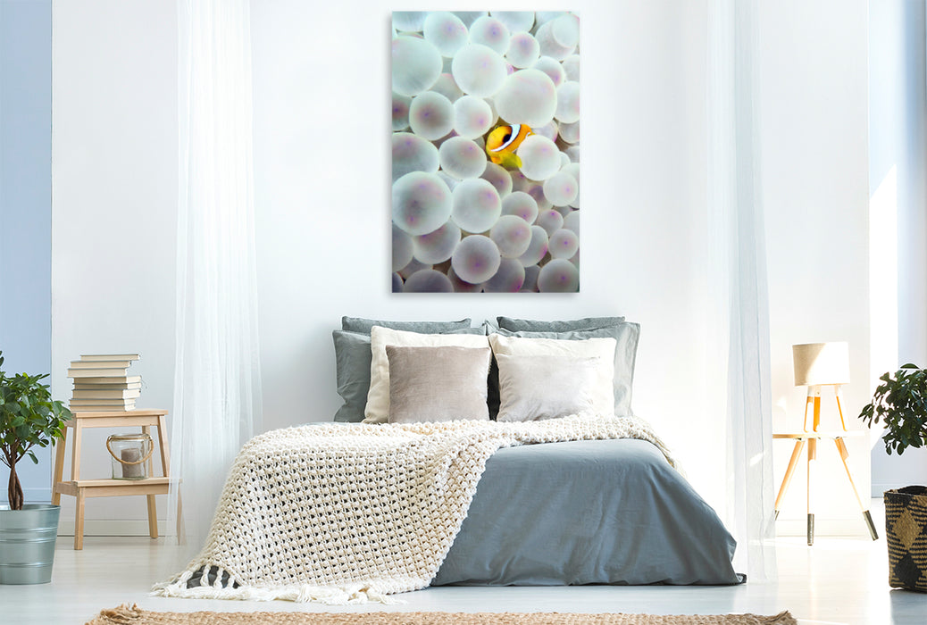 Premium textile canvas Premium textile canvas 80 cm x 120 cm high The home of the clownfish 