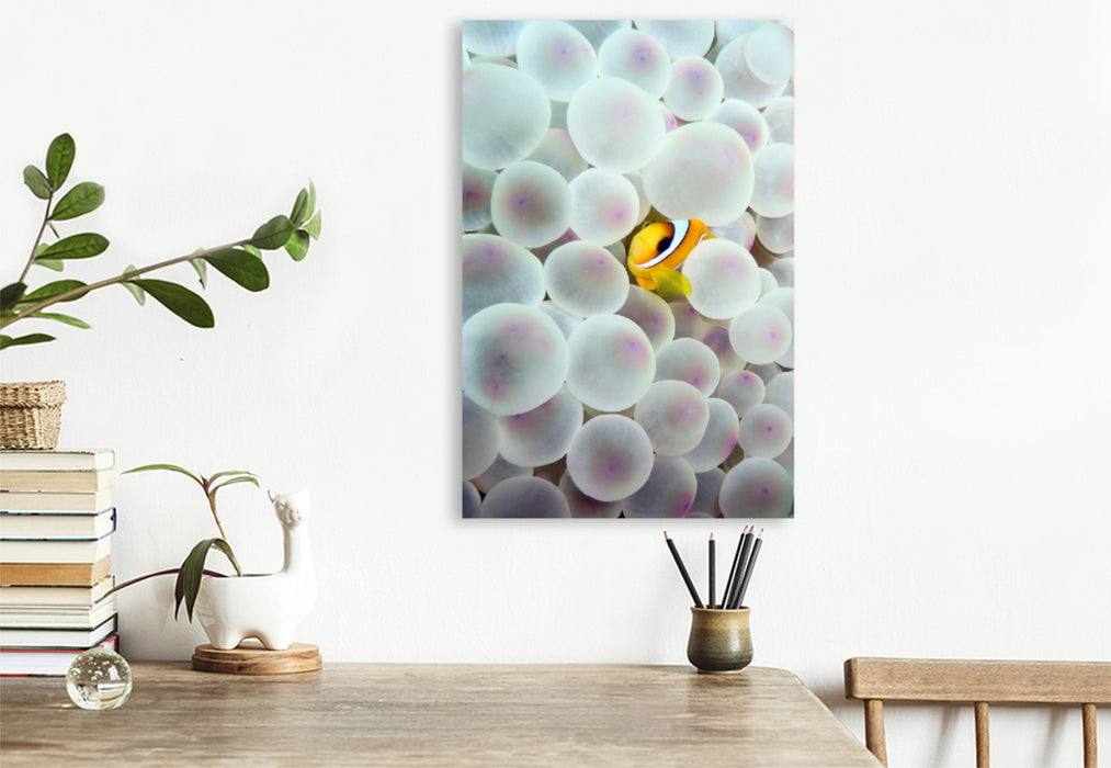Premium textile canvas Premium textile canvas 80 cm x 120 cm high The home of the clownfish 