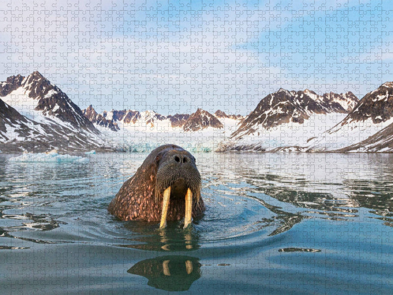 Walross im Magdalenefjorden - CALVENDO Foto-Puzzle'