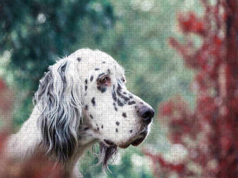 Bluebelton English Setter Hündin - CALVENDO Foto-Puzzle'
