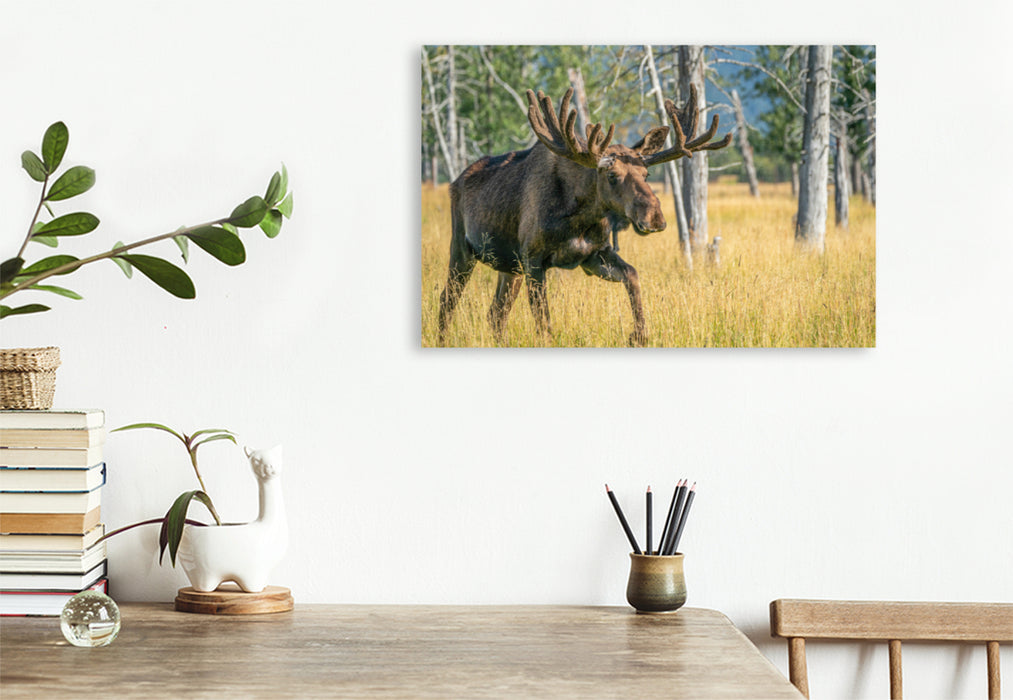 Premium textile canvas Premium textile canvas 120 cm x 80 cm landscape The star among Alaska's wild animals 