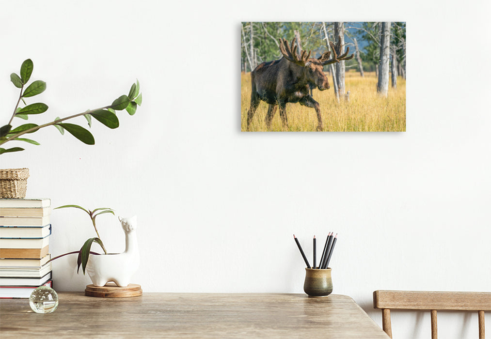 Premium textile canvas Premium textile canvas 120 cm x 80 cm landscape The star among Alaska's wild animals 