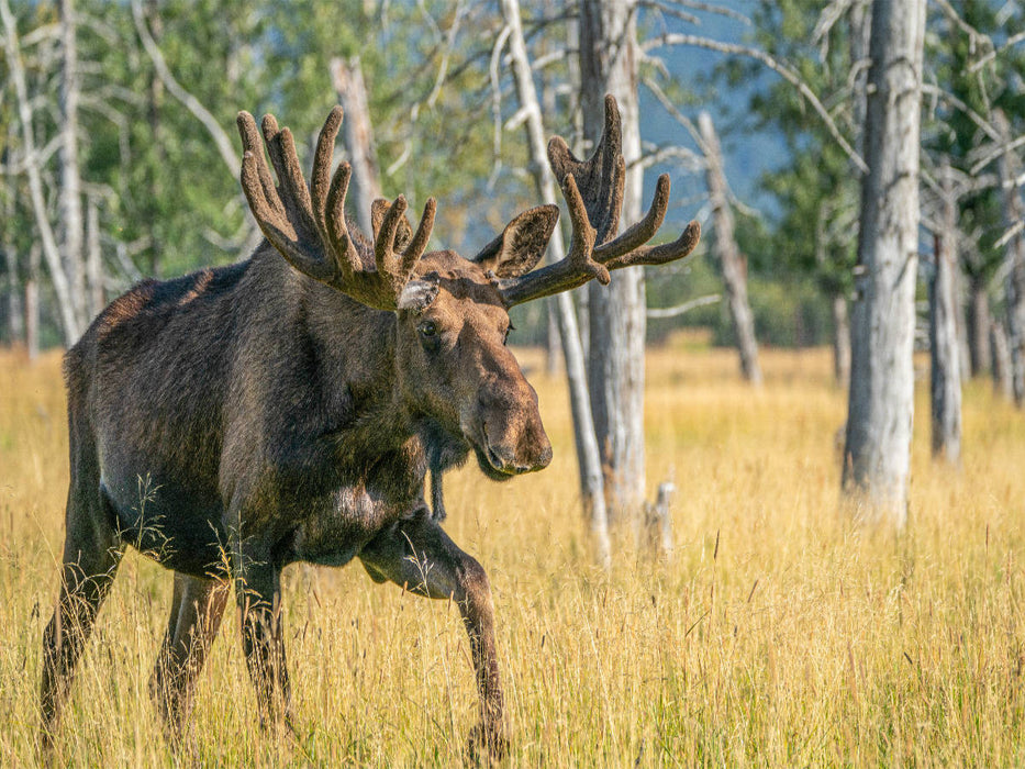 Der Star unter Alaskas Wildtieren - CALVENDO Foto-Puzzle'