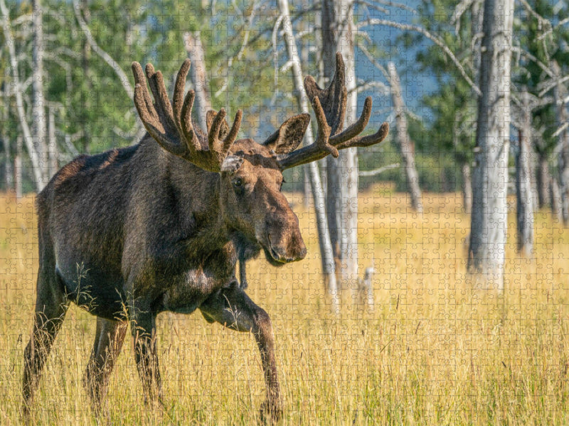 Der Star unter Alaskas Wildtieren - CALVENDO Foto-Puzzle'