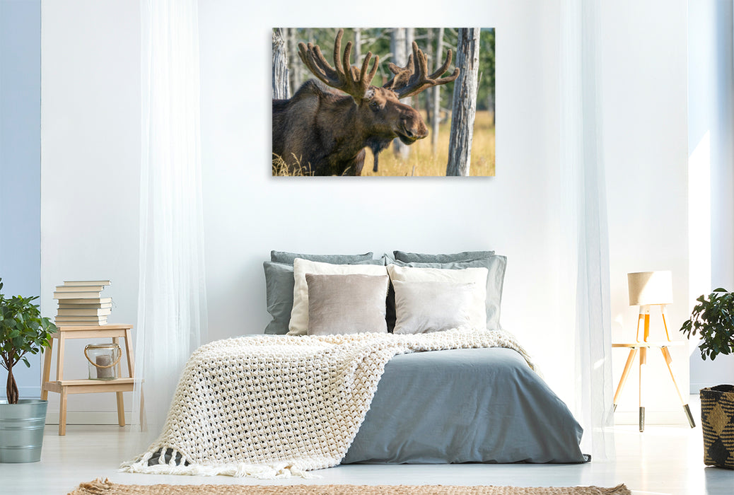 Premium textile canvas Premium textile canvas 120 cm x 80 cm landscape Alaska elk with state antlers 