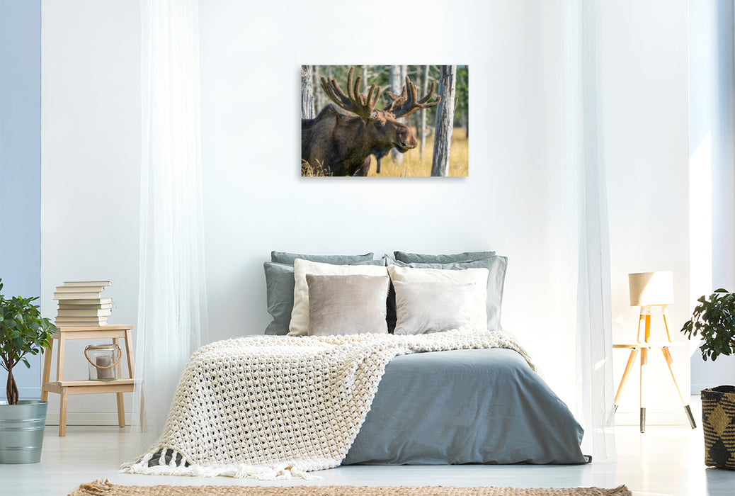 Premium textile canvas Premium textile canvas 120 cm x 80 cm landscape Alaska elk with state antlers 