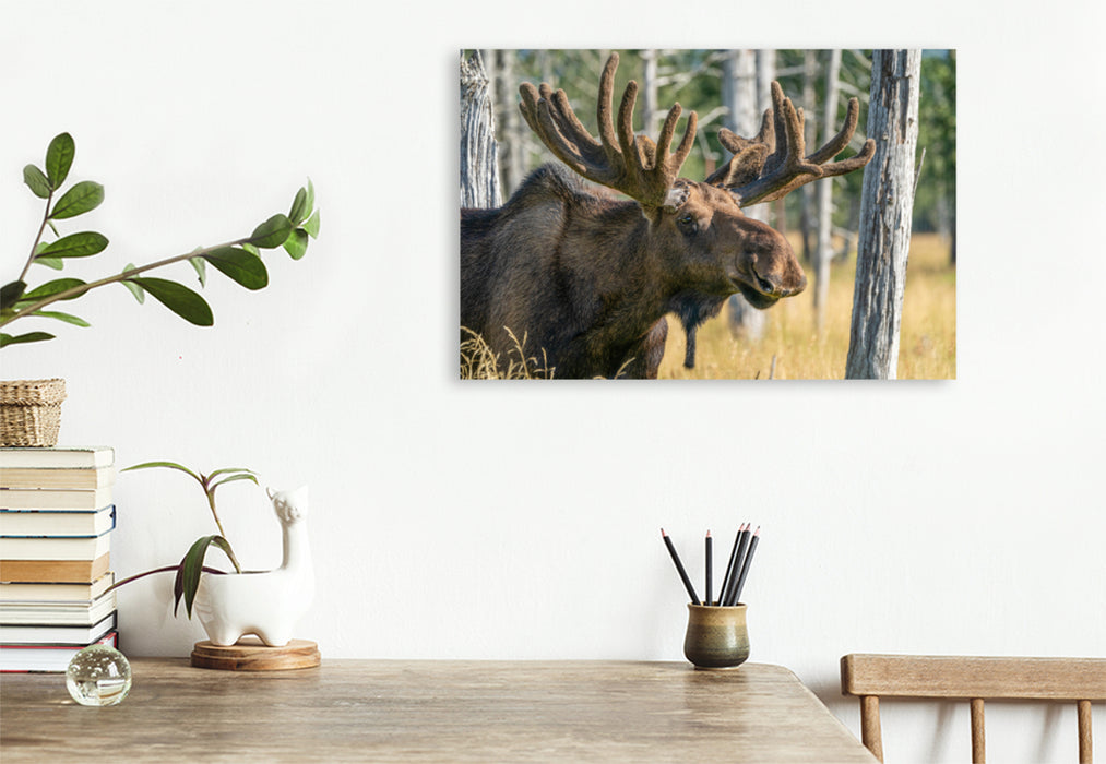 Premium textile canvas Premium textile canvas 120 cm x 80 cm landscape Alaska elk with state antlers 