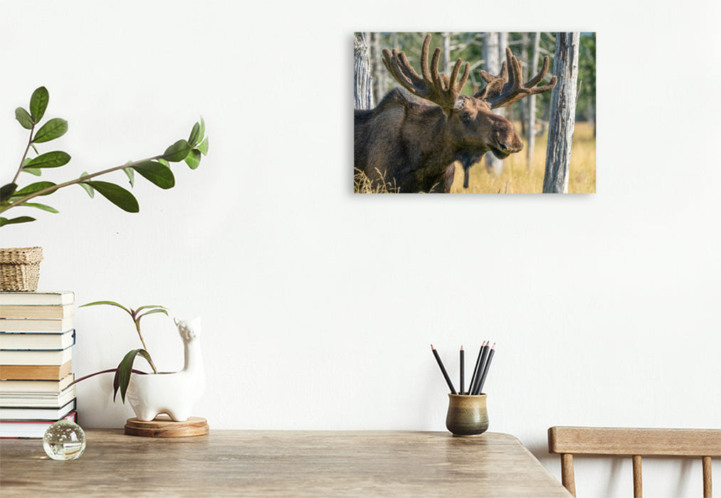 Premium textile canvas Premium textile canvas 120 cm x 80 cm landscape Alaska elk with state antlers 