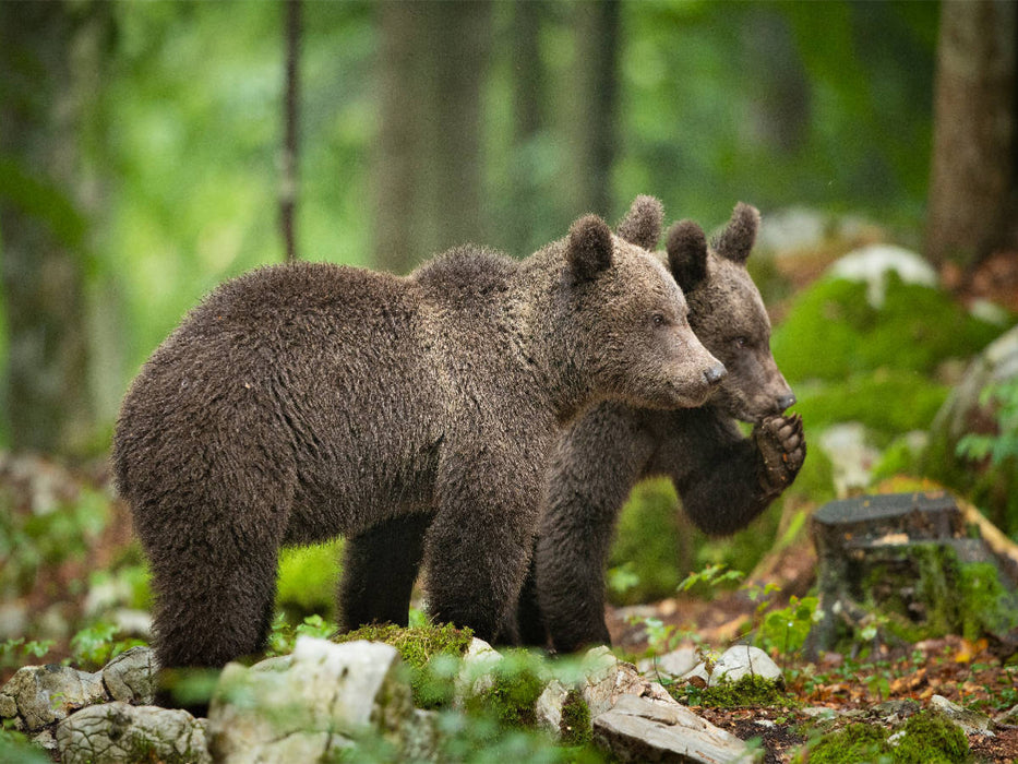 Braunbären in Slowenien - CALVENDO Foto-Puzzle'