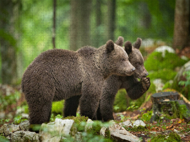 Braunbären in Slowenien - CALVENDO Foto-Puzzle'
