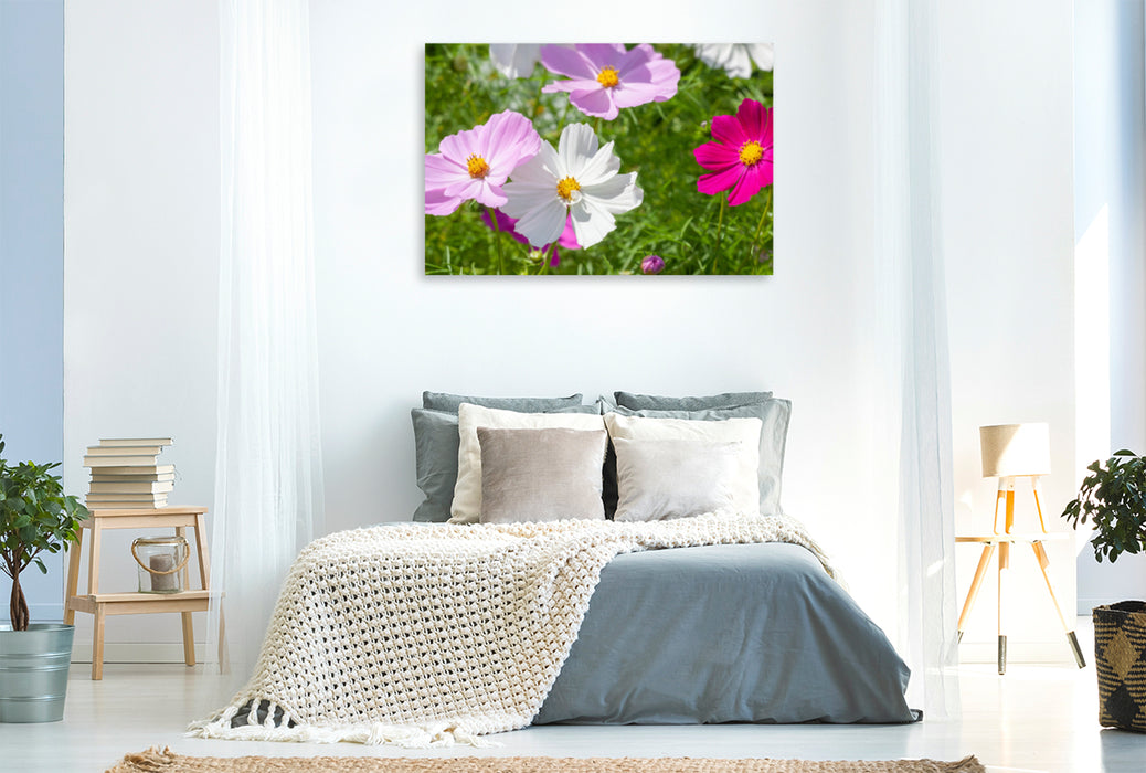 Premium textile canvas Premium textile canvas 120 cm x 80 cm landscape Cosmos bipinnatus 