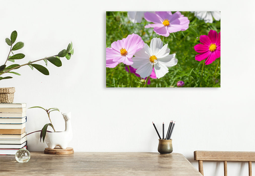 Premium textile canvas Premium textile canvas 120 cm x 80 cm landscape Cosmos bipinnatus 