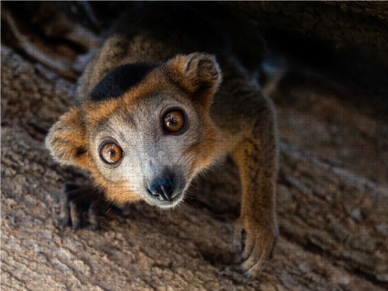 Lemur - CALVENDO photo puzzle 