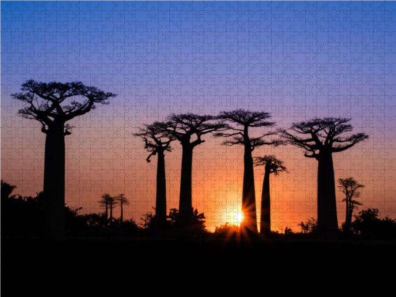 Baobab - Allee 2000 Teile Puzzle quer - CALVENDO Foto-Puzzle'