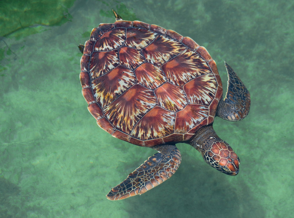 Large turtle - CALVENDO photo puzzle 