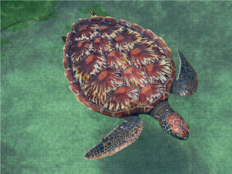 Large turtle - CALVENDO photo puzzle 