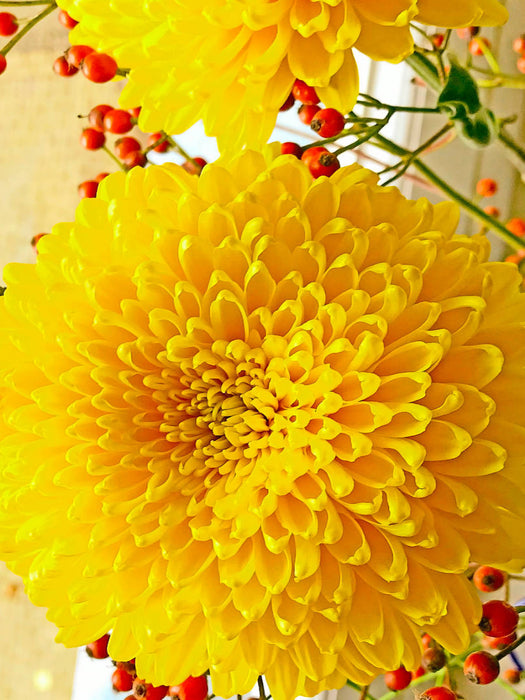 Gelbe Chrysanthemen - CALVENDO Foto-Puzzle'