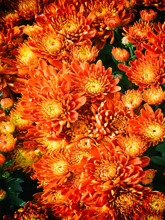 Fellbacher-Wein Chrysanthemen - CALVENDO Foto-Puzzle'