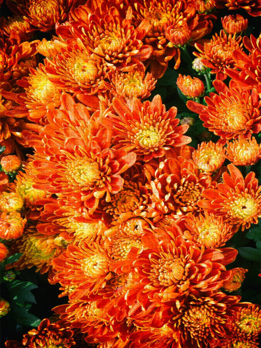 Fellbacher-Wein Chrysanthemen - CALVENDO Foto-Puzzle'