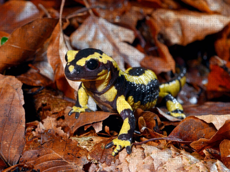 Feuersalamander - CALVENDO Foto-Puzzle'
