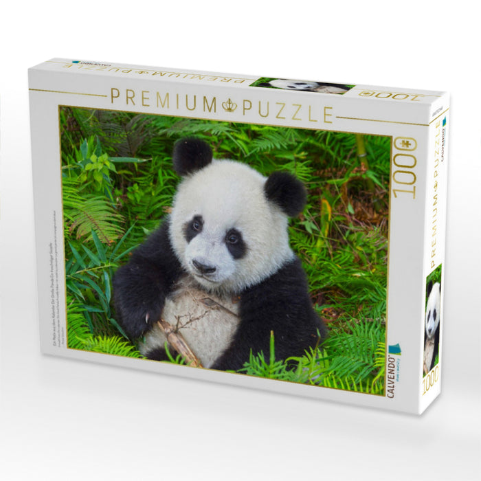 Ein Motiv aus dem Kalender Der Große Panda Ein kuscheliger Geselle - CALVENDO Foto-Puzzle'