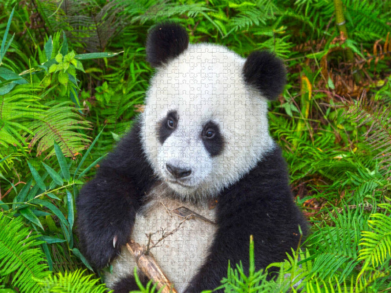 Ein Motiv aus dem Kalender Der Große Panda Ein kuscheliger Geselle - CALVENDO Foto-Puzzle'