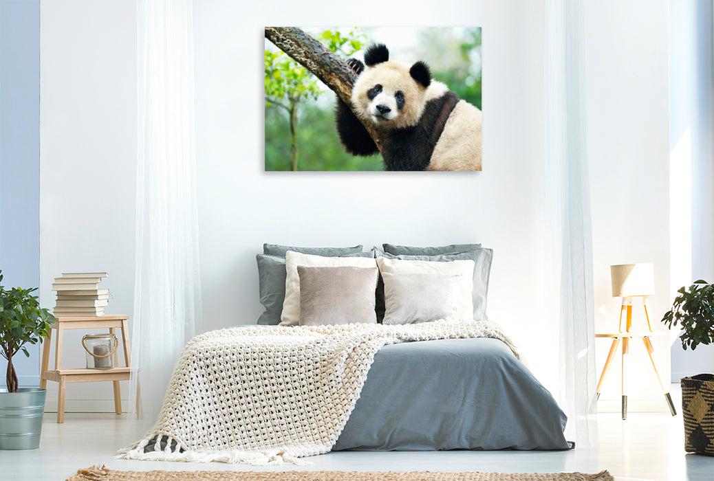 Premium Textil-Leinwand Premium Textil-Leinwand 120 cm x 80 cm quer Ein Motiv aus dem Kalender Der Große Panda Ein kuscheliger Geselle