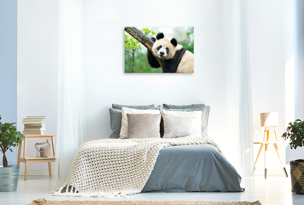 Premium Textil-Leinwand Premium Textil-Leinwand 120 cm x 80 cm quer Ein Motiv aus dem Kalender Der Große Panda Ein kuscheliger Geselle