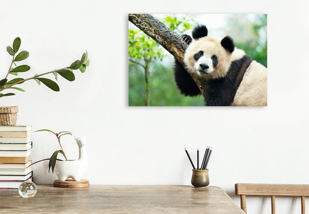 Premium Textil-Leinwand Premium Textil-Leinwand 120 cm x 80 cm quer Ein Motiv aus dem Kalender Der Große Panda Ein kuscheliger Geselle