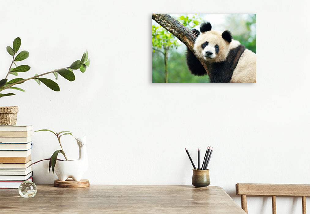 Premium Textil-Leinwand Premium Textil-Leinwand 120 cm x 80 cm quer Ein Motiv aus dem Kalender Der Große Panda Ein kuscheliger Geselle