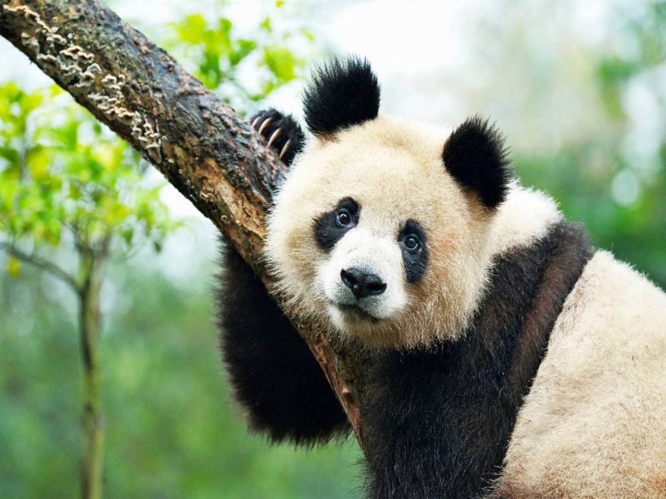 Ein Motiv aus dem Kalender Der Große Panda Ein kuscheliger Geselle - CALVENDO Foto-Puzzle'