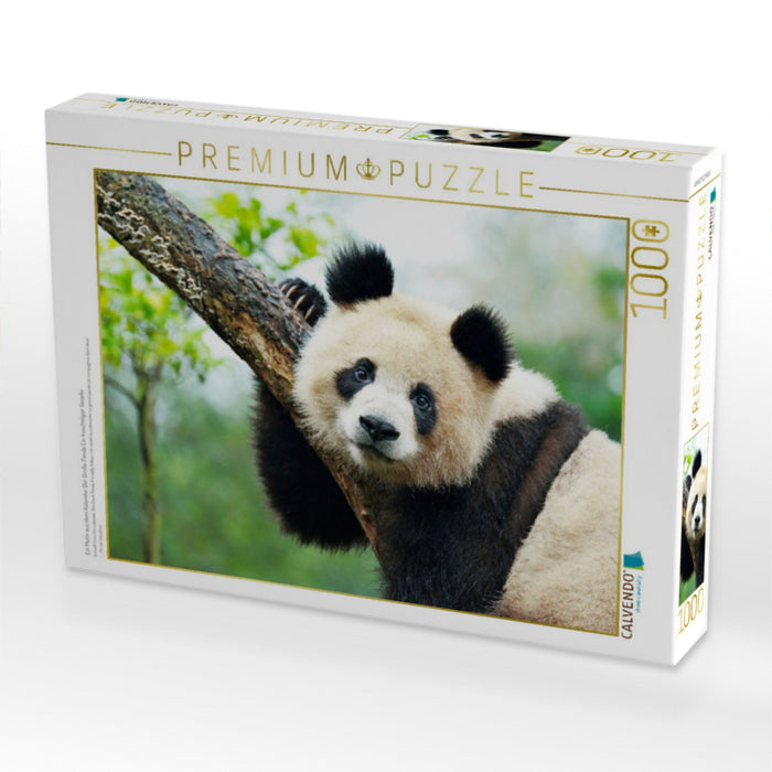 Ein Motiv aus dem Kalender Der Große Panda Ein kuscheliger Geselle - CALVENDO Foto-Puzzle'