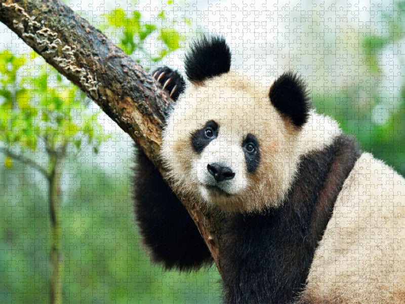 Ein Motiv aus dem Kalender Der Große Panda Ein kuscheliger Geselle - CALVENDO Foto-Puzzle'
