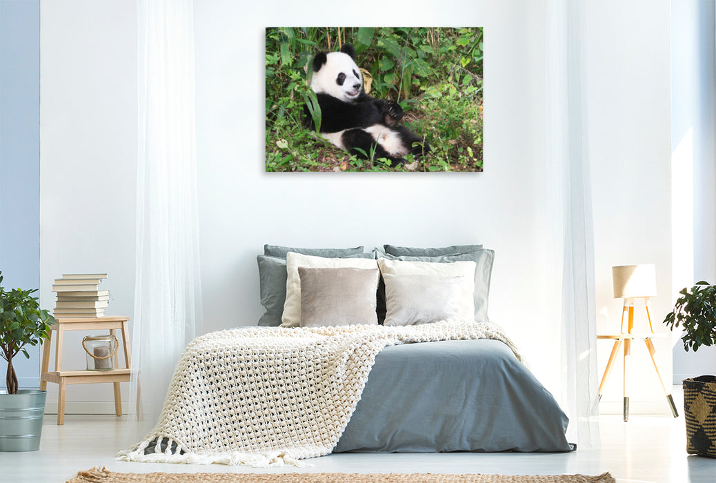Premium Textil-Leinwand Premium Textil-Leinwand 120 cm x 80 cm quer Ein Motiv aus dem Kalender Der Große Panda Ein kuscheliger Geselle