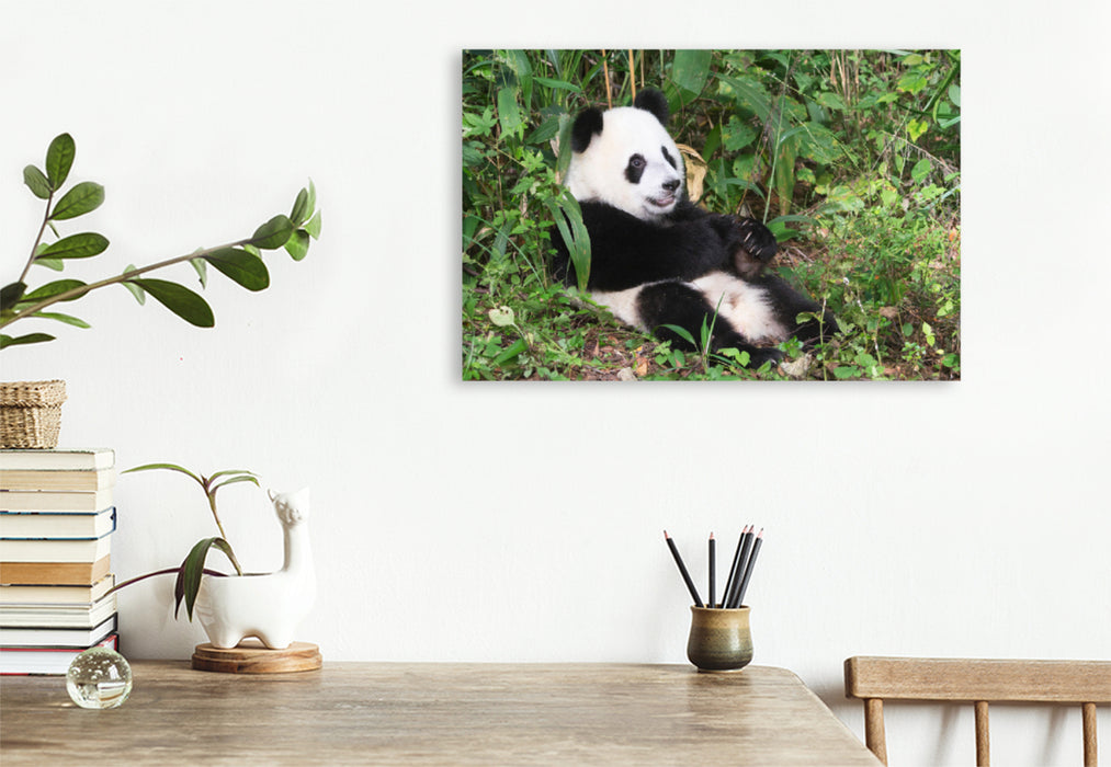 Premium textile canvas Premium textile canvas 120 cm x 80 cm landscape A motif from the calendar The Giant Panda A cuddly companion 