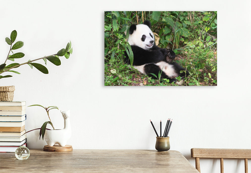 Premium Textil-Leinwand Premium Textil-Leinwand 120 cm x 80 cm quer Ein Motiv aus dem Kalender Der Große Panda Ein kuscheliger Geselle