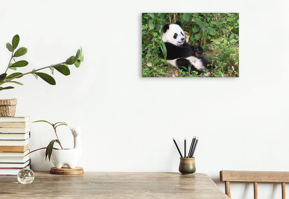 Premium Textil-Leinwand Premium Textil-Leinwand 120 cm x 80 cm quer Ein Motiv aus dem Kalender Der Große Panda Ein kuscheliger Geselle