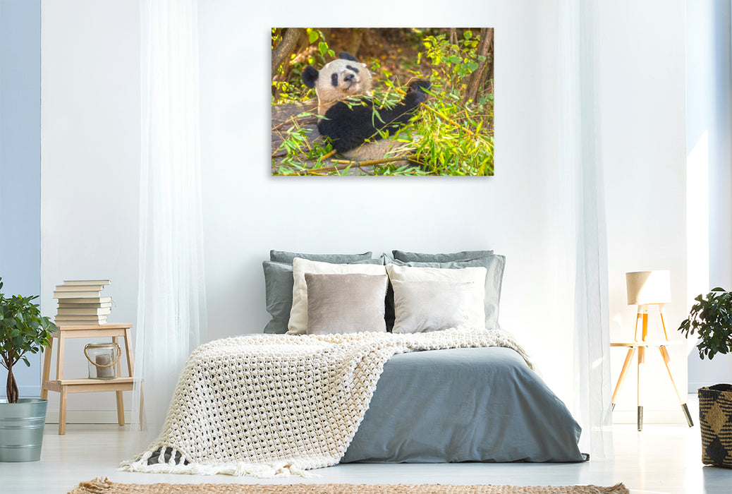 Premium Textil-Leinwand Premium Textil-Leinwand 120 cm x 80 cm quer Ein Motiv aus dem Kalender Der Große Panda Ein kuscheliger Geselle