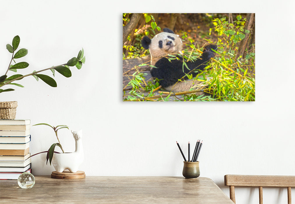 Premium Textil-Leinwand Premium Textil-Leinwand 120 cm x 80 cm quer Ein Motiv aus dem Kalender Der Große Panda Ein kuscheliger Geselle